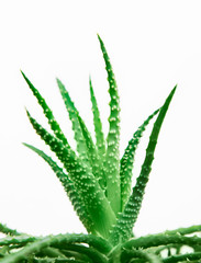 aloe