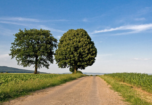 Die Tillylinde