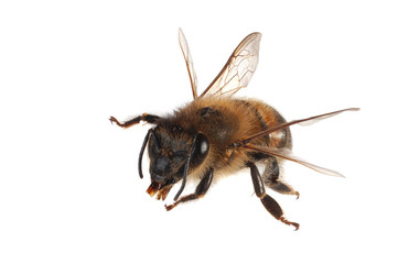 Honey bee, detailled macro.