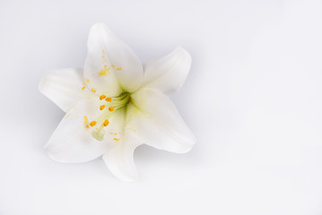 Lily, white lily on white background with copy space.