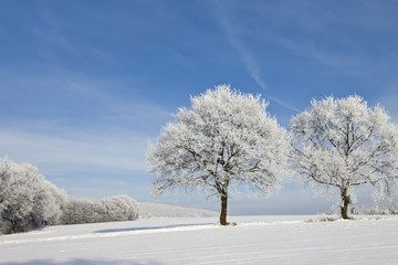 Fototapeta na wymiar Bäume in Winter