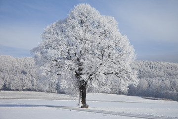 Baum im Winter