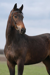 portrait of brown mare