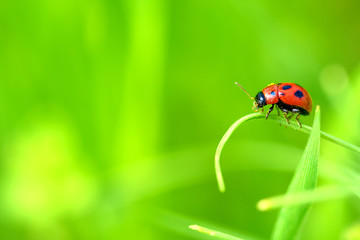 Ladybug sitting on a green leaf.
