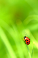 Ladybug sitting on a green leaf.