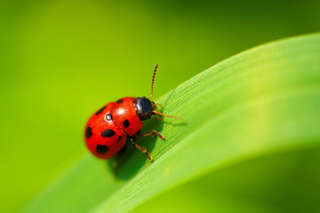 Ladybug sitting on a green leaf.