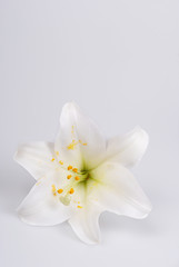 Fototapeta na wymiar Lily, white Lily on white background with space for text.