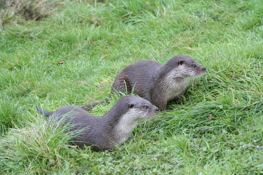 Otter 003
