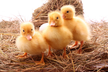 duckings