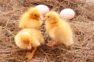 three yellow fluffy ducklings