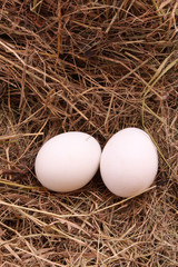eggs on hay