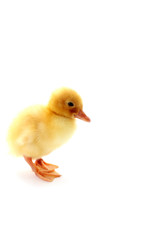 a yellow fluffy duckling