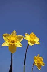 Narzissen, Osterglocken - Narcissus pseudonarcissus