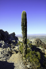 Saguaro Cactus on a trail