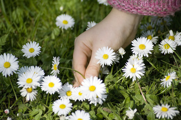 child picking daisies