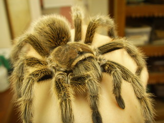 Tarantula