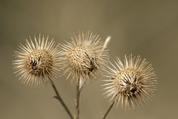 Thistle Seed Heads
