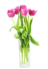 Tulips in  vase