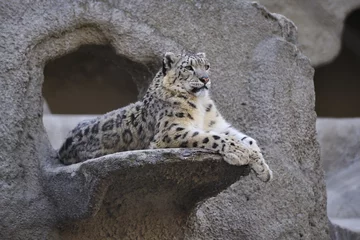 Möbelaufkleber Snow leopard © Sergey Skleznev