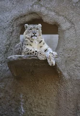 Foto auf Acrylglas Snow leopard © Sergey Skleznev