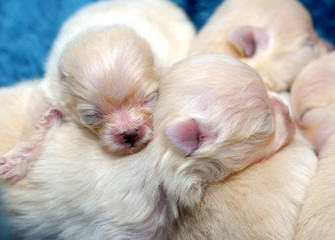 Pile of Pomeranian Pups