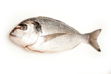 Sea bream isolated on a white studio background.