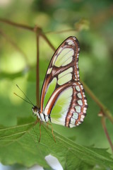 Butterflly 001