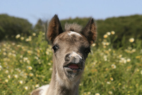 pony - flehmen