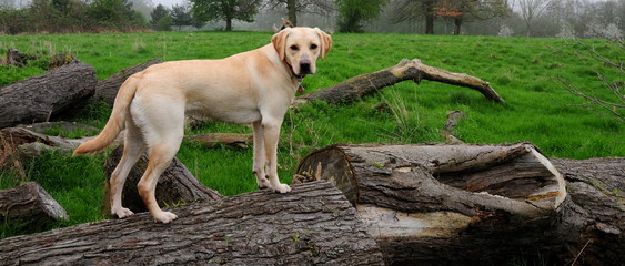 lovely puppy