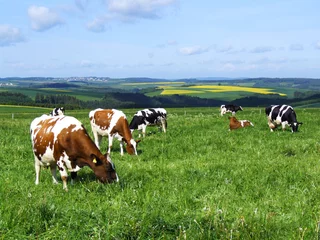 Küchenrückwand glas motiv Kuh Kühe auf der Weide