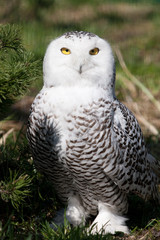 Schneeeule