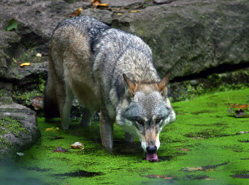 Trinkende wolf