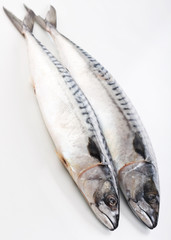 .mackerel on white background