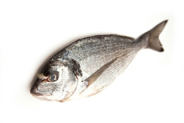 Sea bream isolated on a white studio background.