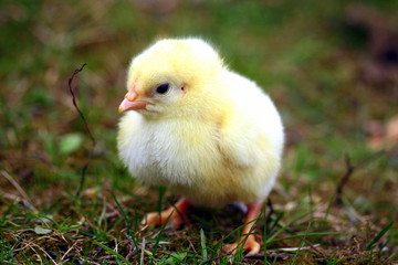 Chicken