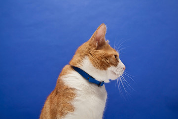 Ginger tom cat against a blue studio background.
