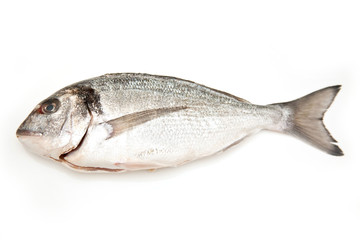 Fototapeta premium Sea bream isolated on a white studio background.