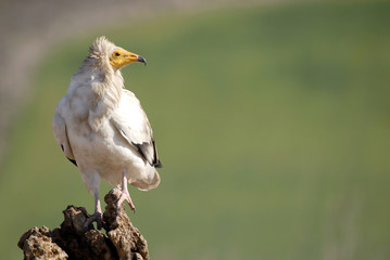 alimoche