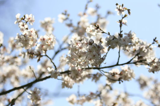 Kirschblüten - Cherry blossoms
