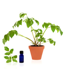 Angelica Healing Herb