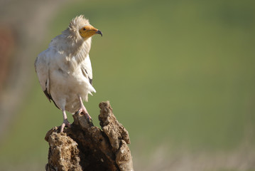 alimoche