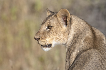 African lioness
