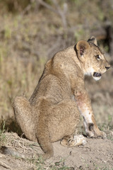 African lion  junior