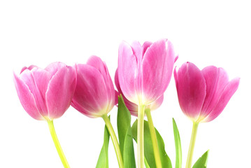 Pink tulips on the white background