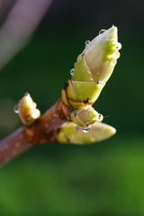 Blattknospe (Bergahorn / Acer pseudoplatanus) [vert.]