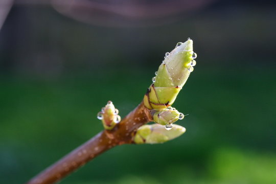 Blattknospe (Bergahorn / Acer pseudoplatanus) [horiz.]