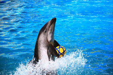 dolphin and ball