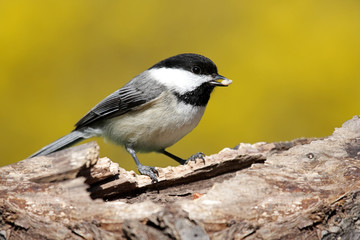 Bird On A Stump In Spring