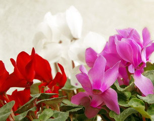 Cyclamen background
