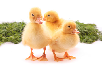 Three duckling on green background